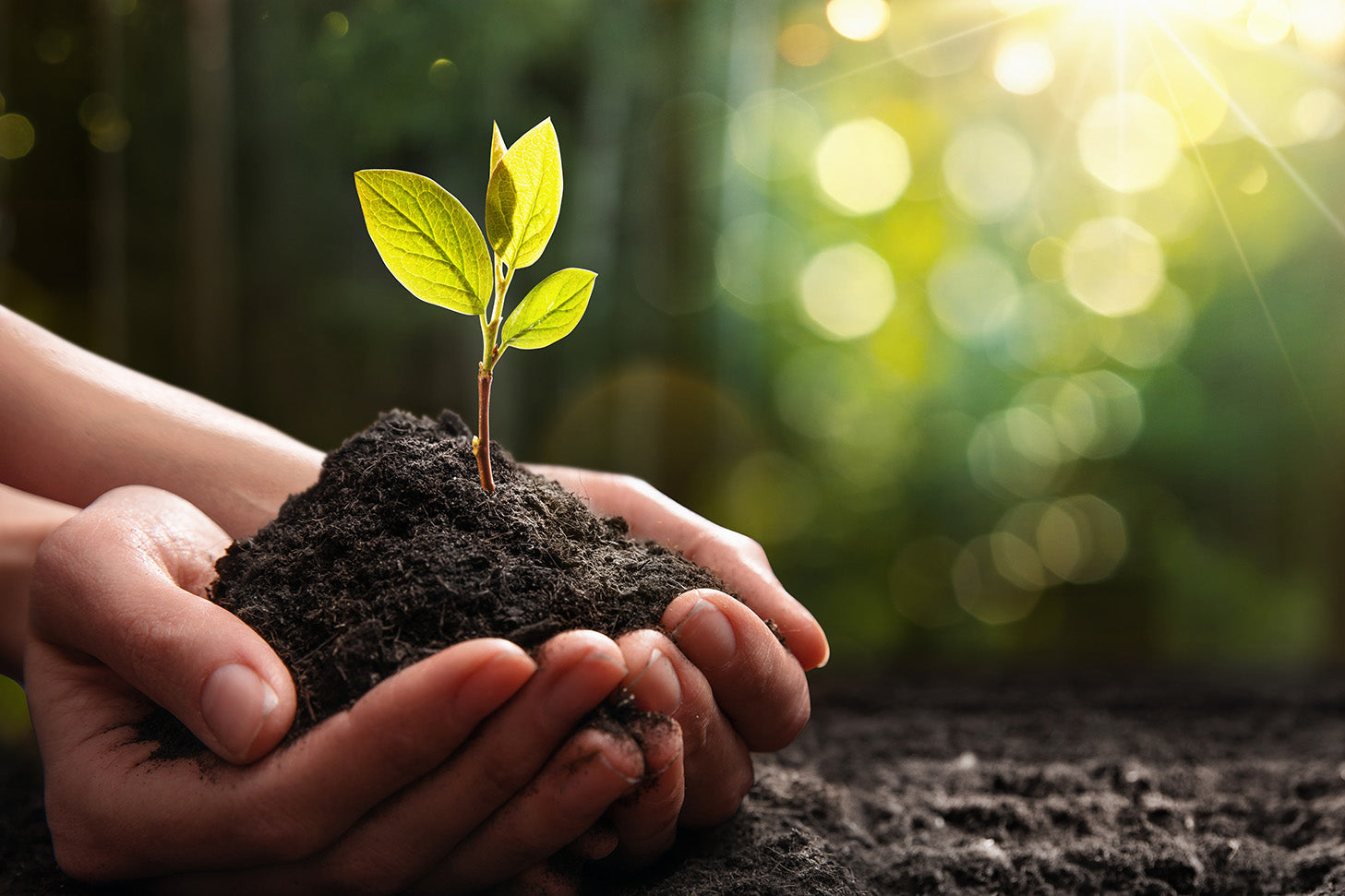 Nachhaltig kochen mit AMC Hand mit Erde